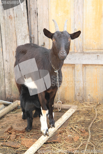 Image of black goat nursing her babies