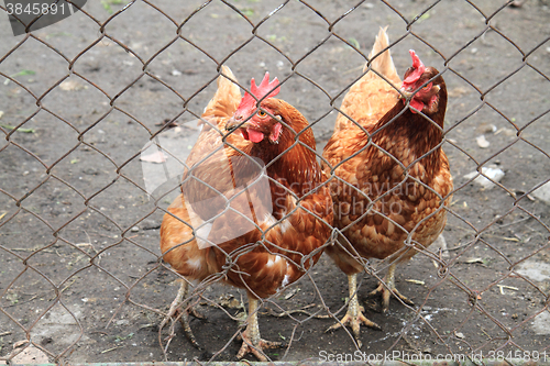 Image of red hens 2 year old 
