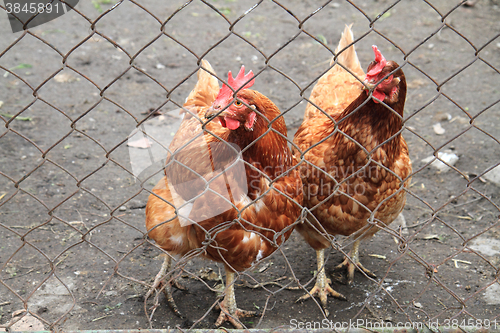 Image of red hens 2 year old 