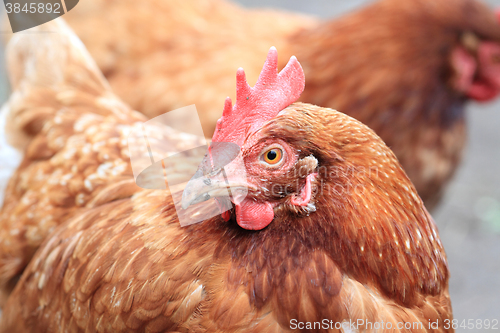 Image of detail of hen (head) 