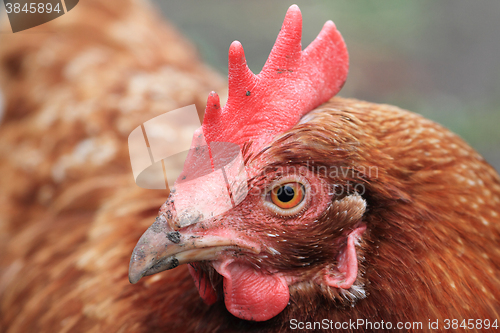 Image of detail of hen (head) 