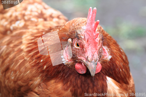 Image of detail of hen (head) 