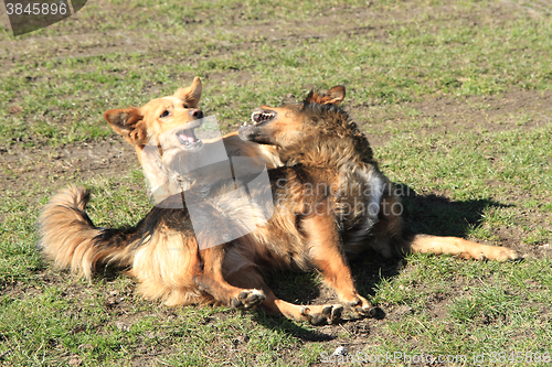 Image of two dogs are fighting