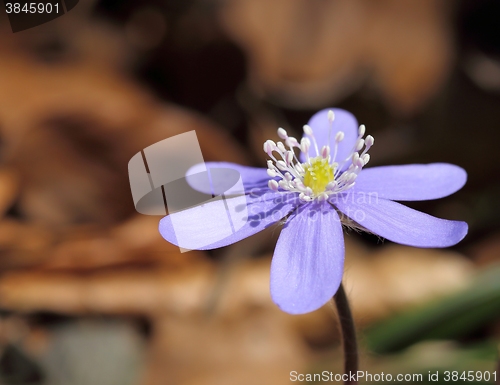 Image of Anemone hepatica