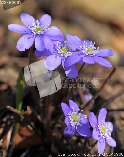 Image of Anemone hepatica