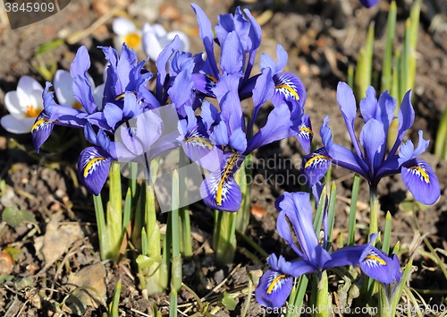 Image of Iris pumila