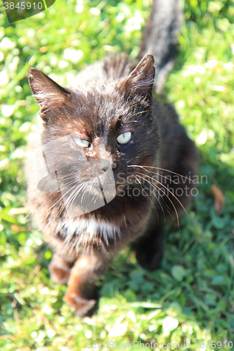 Image of black cat in the grass
