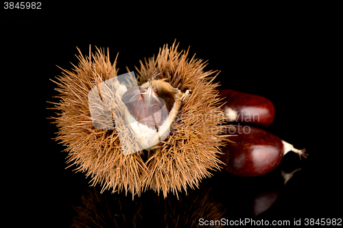 Image of Chestnuts on a black reflective background