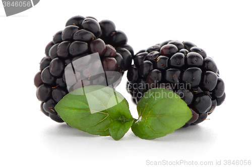 Image of Blackberries with leaves