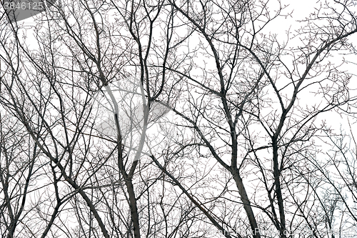 Image of trees without leaves