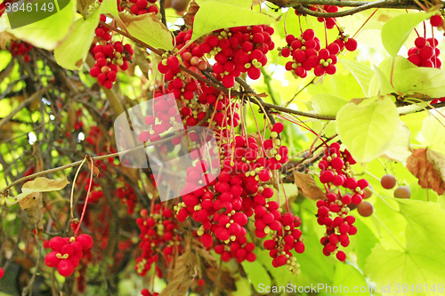 Image of branches of red ripe schisandra 