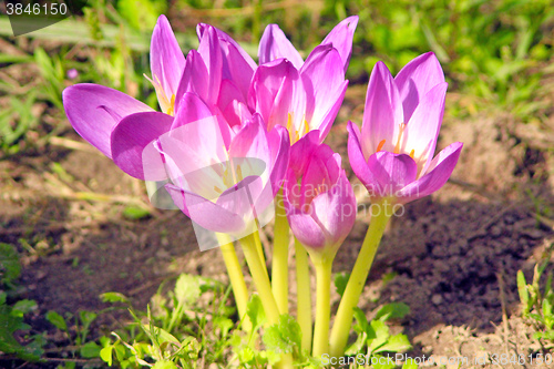 Image of little bush of flowers of colchicum autumnale