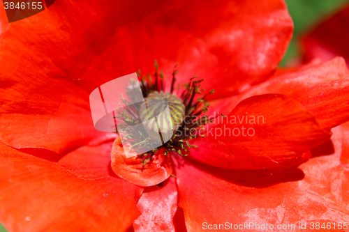 Image of beautiful big flower of red poppy