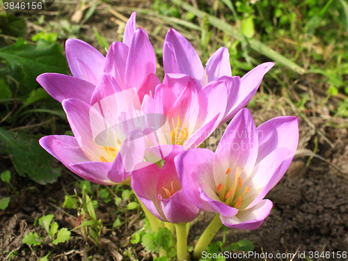 Image of pink flowers of colchicum autumnale