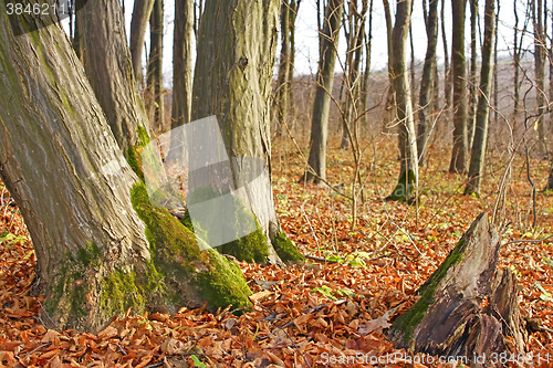 Image of Hornbeam trunks in autumn