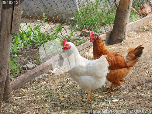 Image of Hens on the poultry yard