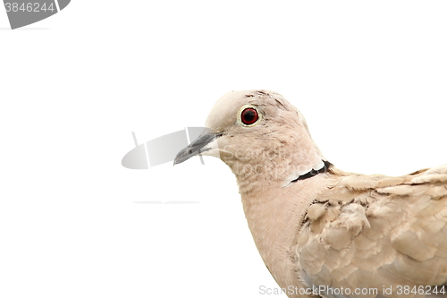 Image of turtledove portrait over white