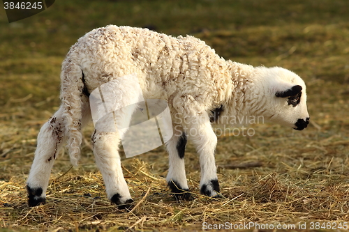 Image of young white lamb