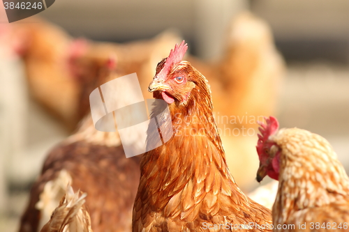 Image of hen close up on farm yard