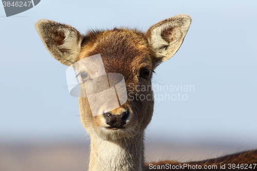 Image of portrait of fallow deer hind