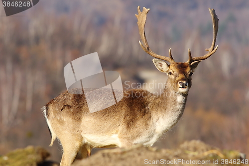 Image of beautiful fallow deer stag in clearing