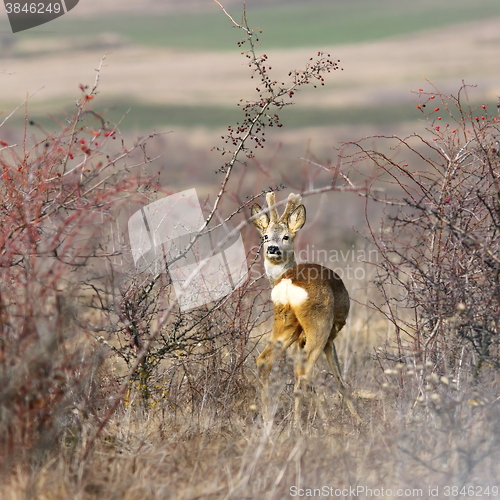 Image of beautiful roebuck in spring