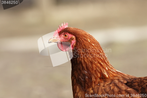 Image of portrait of brown hen