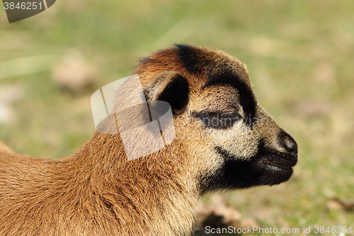 Image of portrait of newborn goat