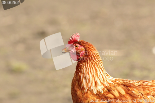 Image of beige hen close up