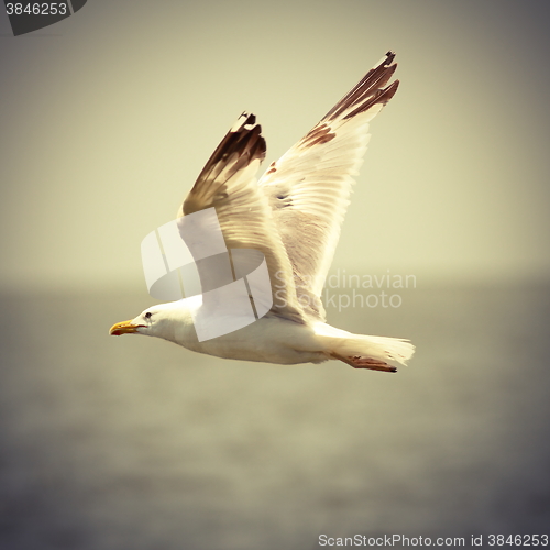 Image of vintage image of seagull in flight