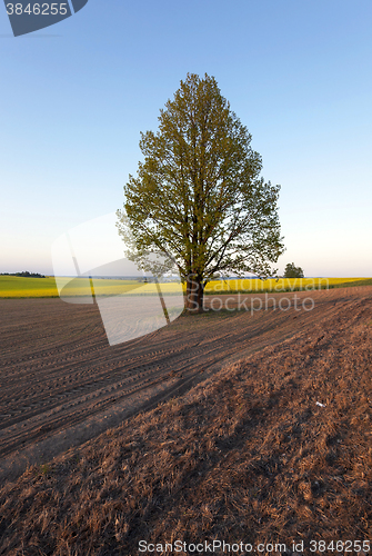 Image of tree in the field  