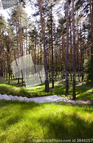 Image of trees in spring  