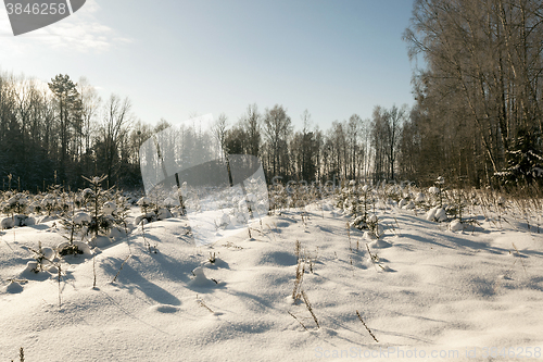 Image of pine trees,  snow  