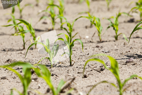 Image of corn field. close-up  