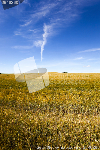 Image of immature cereals ,  field