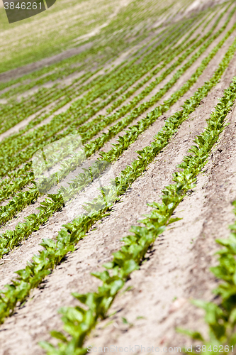 Image of beetroot sprouts in the spring  