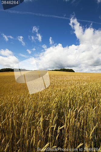 Image of   ripe yellow cereals