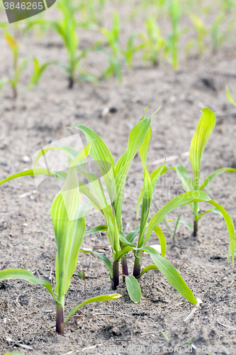 Image of Field of green corn  