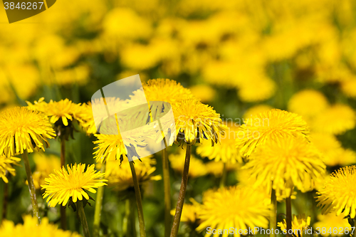 Image of   yellow dandelion flowers