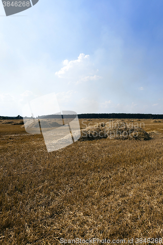 Image of harvesting cereals ,  Agriculture