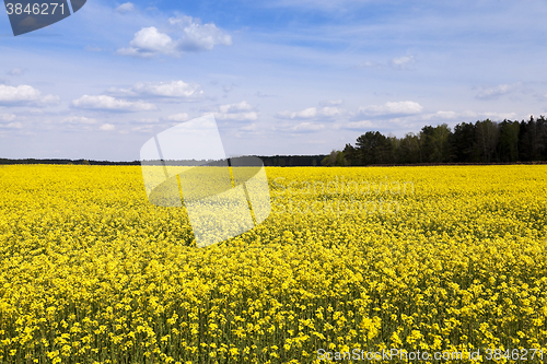 Image of Field with rape  