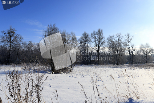 Image of trees in winter  