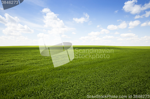 Image of field with cereals  