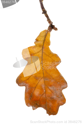 Image of Yellow oak leaf  