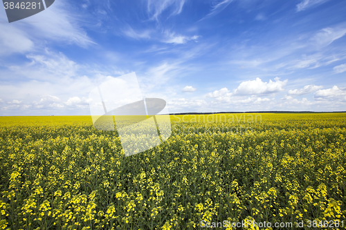 Image of flowering canola. spring  