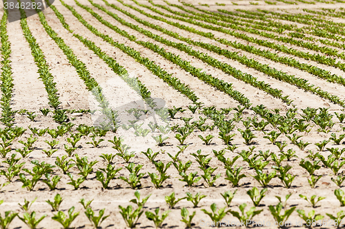 Image of field with beetroot  