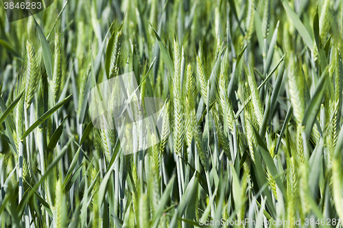 Image of cultivation of cereals. Spring  