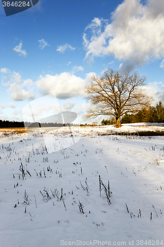 Image of lonely tree ,  snow.