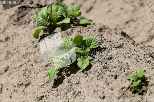 Image of potato field. close-up  