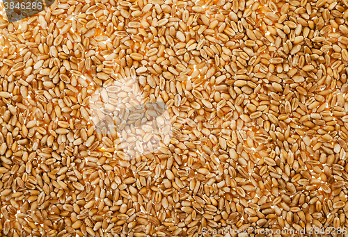 Image of wheat , close up 